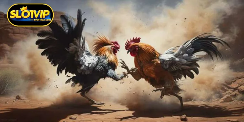 Expert Tactics for Live Cockfighting Betting Excellence