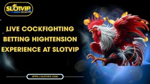 live cockfighting betting hightension experience at slotvip