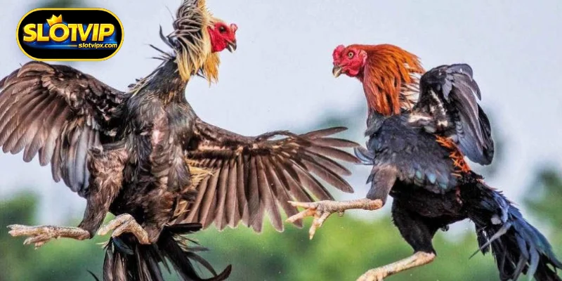 Understanding Live Cockfighting Betting Dynamics